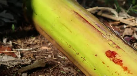 Banana 07 Stock Footage 8997880
