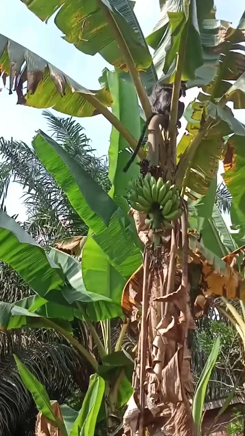Banana and a monkey Stock Footage 243821496