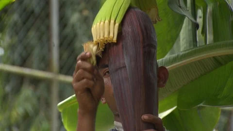 Banana artificial pollination. Closeup Stock Footage 114573690