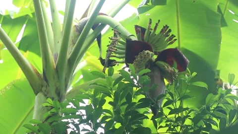 Banana Blossom and Developing Young Bananas Growing on Tropical Banana Plant Stock Footage 342089304
