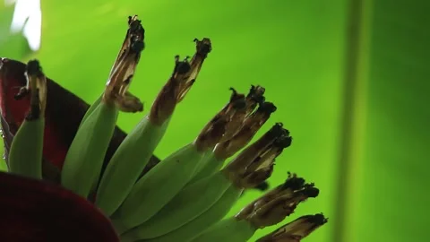 Banana Blossom and Developing Young Bananas Growing on Tropical Banana Plant Stock Footage 342089496