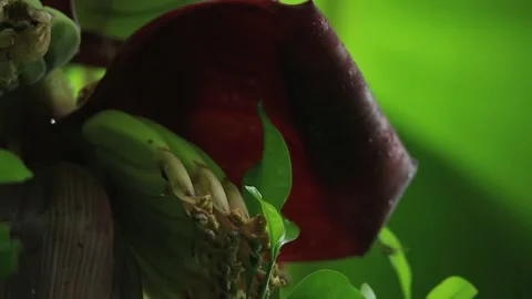 Banana Blossom and Developing Young Bananas Growing on Tropical Banana Plant Stock Footage 342089694