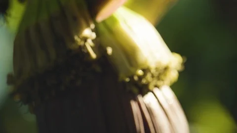 Banana bud on tree in the field Stock Footage 108738178