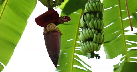 Banana bud on tree Stock Footage 81781600