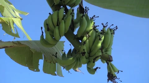 Banana bunch, close up Video stock 67207244