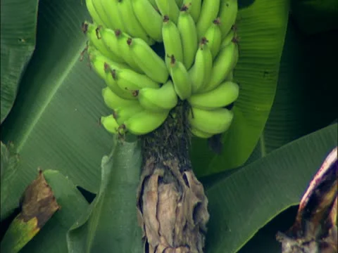 Banana Bunch Video stock 22242818