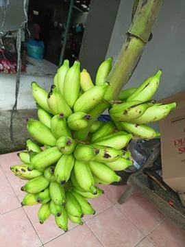 Banana bunch Stock Photos