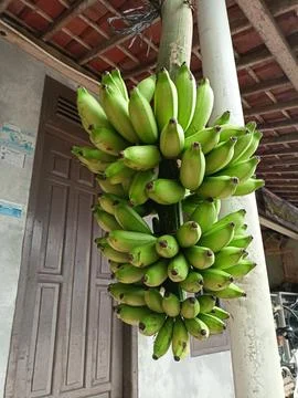 Banana bunch Stock Photos