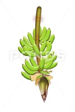 Banana Bunch PSD Template