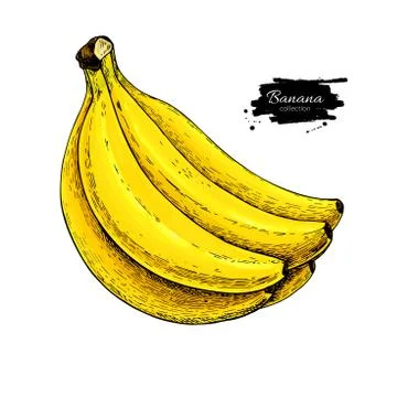 Banana bunch vector drawing. Isolated hand drawn object on white background.. 스톡 일러스트