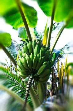 Banana bundle Stock Photos