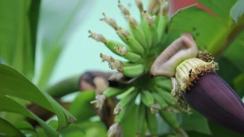 Banana chain shift focus Stock Footage 147917853