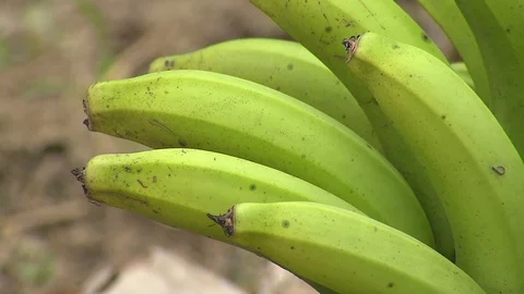 Banana  cluster 스톡 동영상 114574288