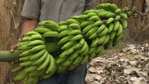 Banana cluster Видео 114574416