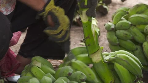 Banana cutting Stock Footage 272281817