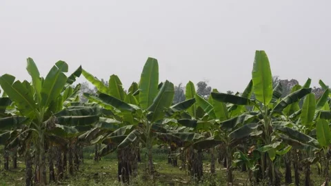 Banana farming Видео 332590853