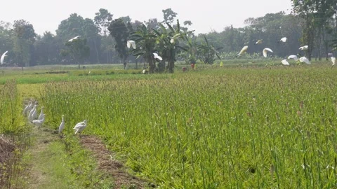 Banana field with egrets 库存影片 333899972