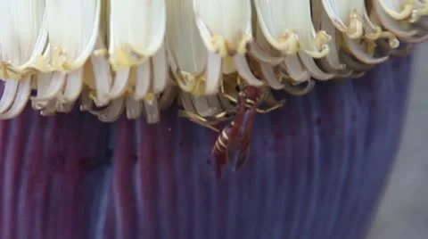 Banana flower with bee Stock Footage 20474537