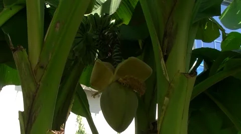 Banana flower Stock Footage 8600909