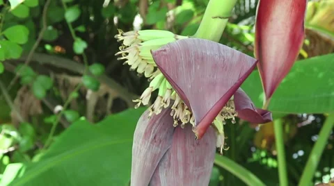 Banana flower Stock Footage 65962038