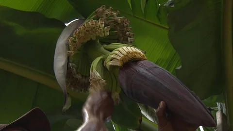 Banana flower Stock Footage 114573633