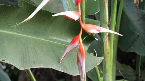 Banana flower Stock Footage 125477853