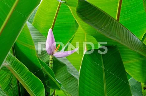 Banana flower Stock Photos