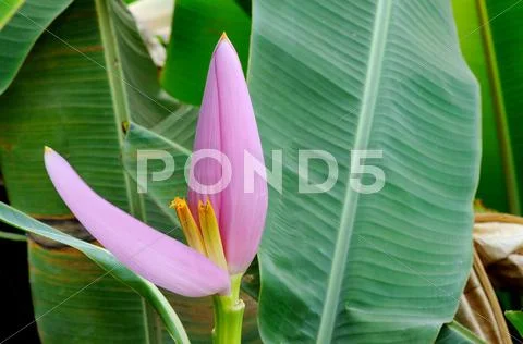 Banana flower Stock Photos