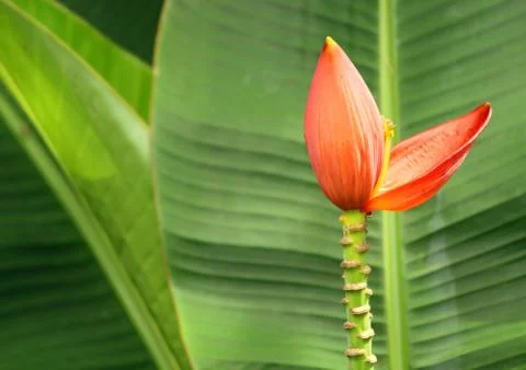 Banana flower Stock Photos