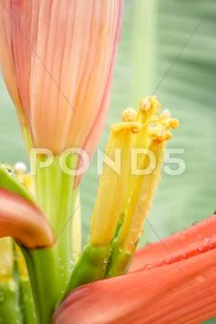 Banana flower. Stock Photos