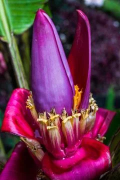 Banana flower Stock Photos