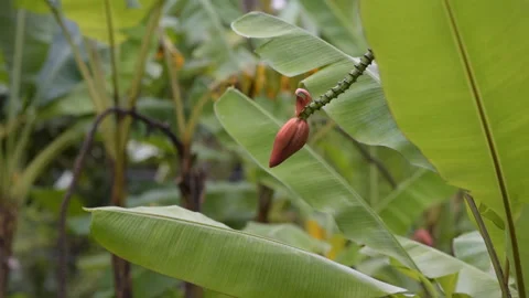 Banana flower on the tree Vídeos de archivo 98084952
