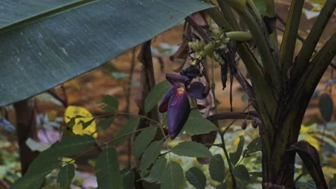 Banana flower on the tree Stock Footage 232907505