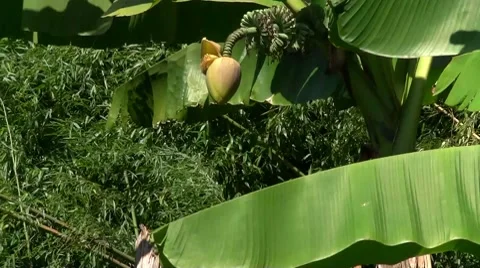 Banana Stock Footage