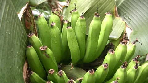 Banana 스톡 동영상 11148525