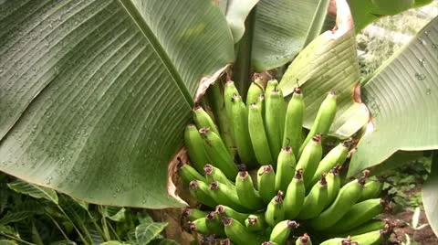 Banana Видео 11148531