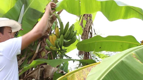 Banana 動画素材 32881944