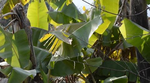 Banana Stock Footage 35178377