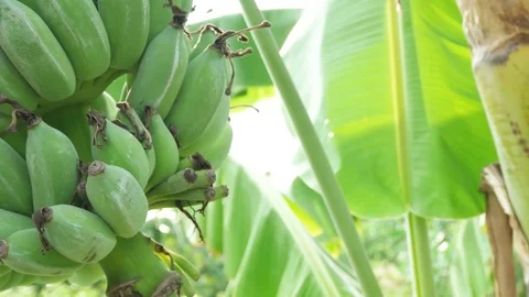 Banana Stock Footage 79498602