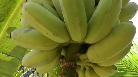 Banana Stock Footage 112303545