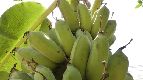 Banana Stock Footage 112325481