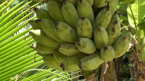 Banana Stock Footage 112329413