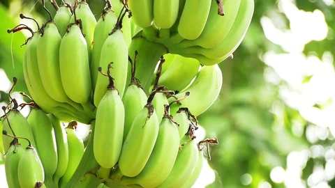 Banana Stock Footage 112544732