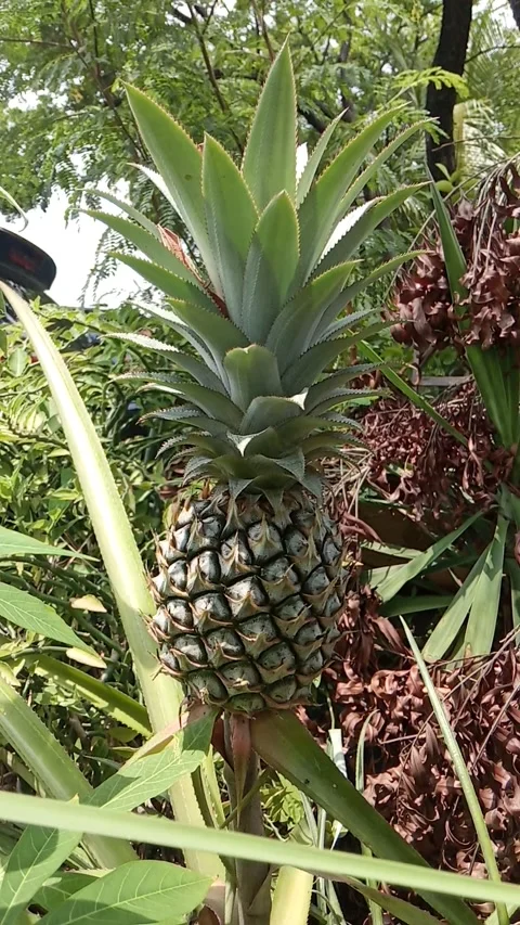 Banana Stock Footage 226575853