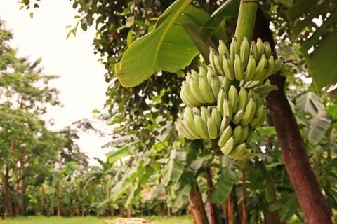 Banana fruit bunch Stock Photos