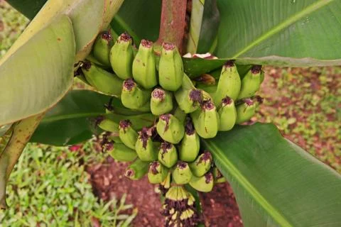 Banana fruit bunch Stock Photos