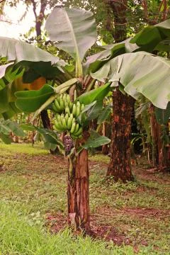 Banana fruit bunch Stock Photos
