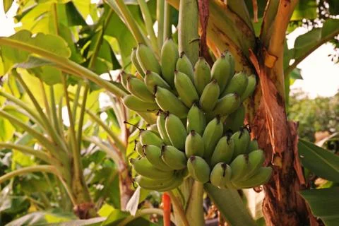 Banana fruit bunch Stock Photos