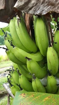 Banana fruit Stock Photos
