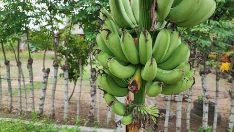 Banana fruit 스톡 사진